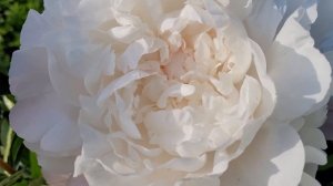 Пион "Алеша Попович" - Peony "Alyosha Popovich"