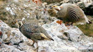 Кавказский улар (Tetraogallus caucasicus)