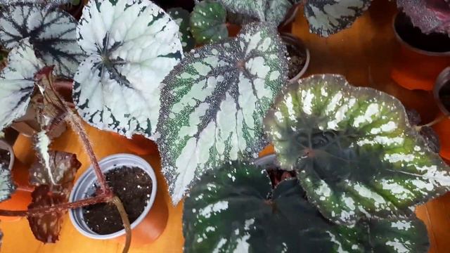 Открываем сезон, излишки моих БЕГОНИЙ смотреть онлайн