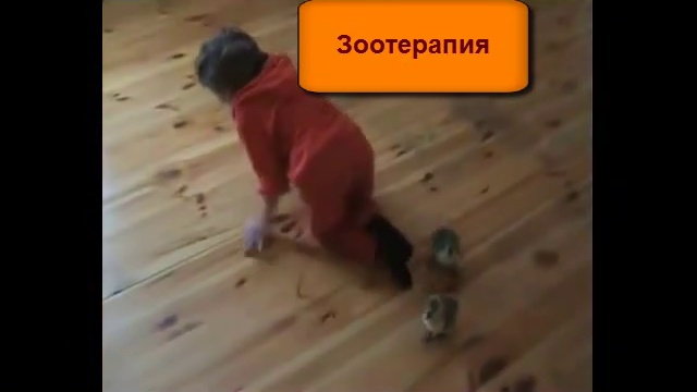Зоотерапия, дельфинотерапия, фелинотерапия, лечение собаками, иппотерапия, нетрадиционная медицина