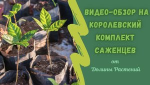 Распаковка посылки от 'Долина растений' - комплект саженцев плодовых???