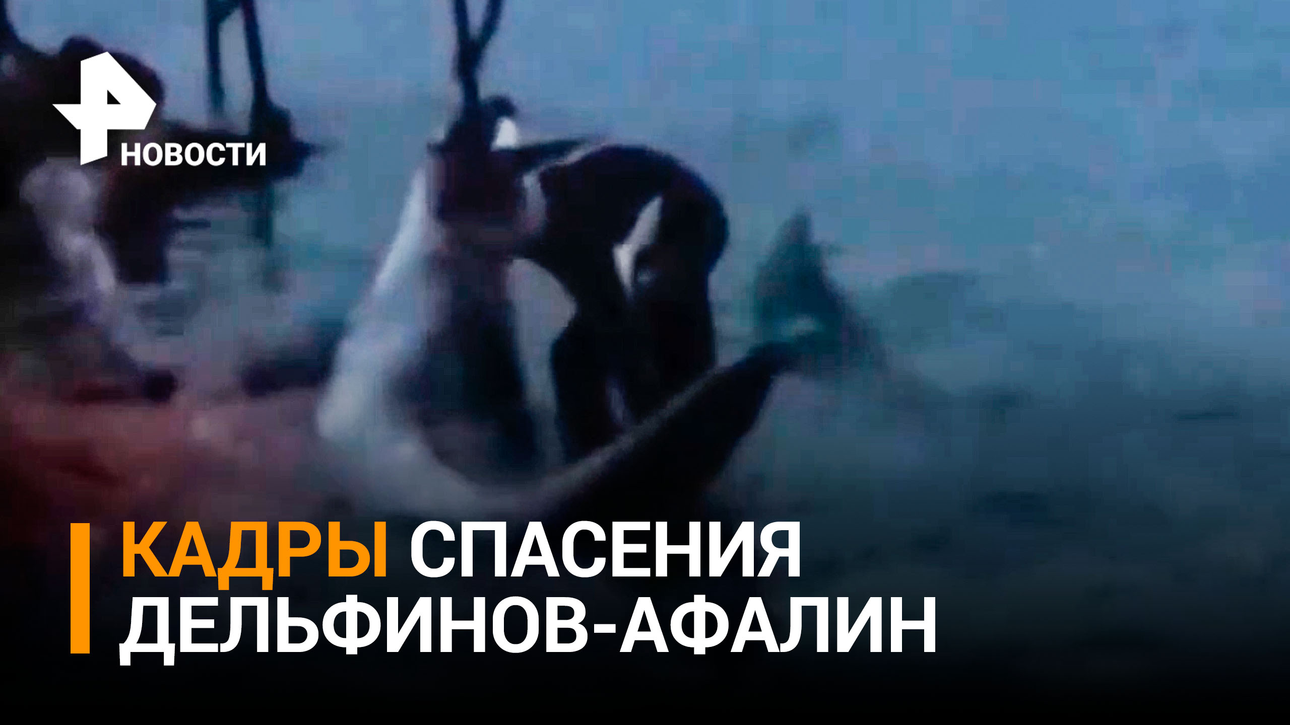 Глава Росприроднадзора показала, как спасают выброшенных дельфинов / РЕН Новости
