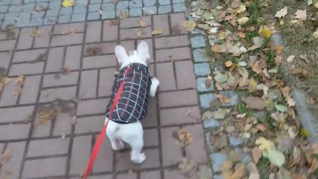 Французский бульдог Патрик на прогулке. смотреть онлайн