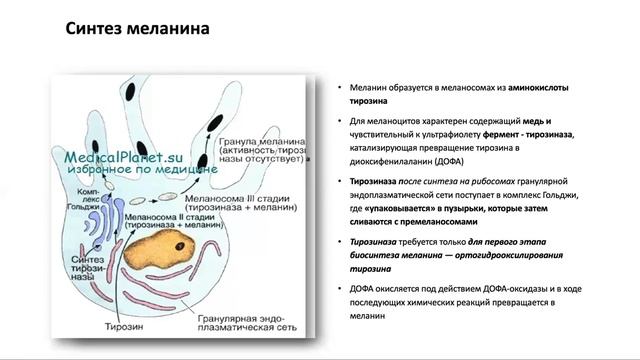 Коррекция гиперпигментации. Пигментообразование.