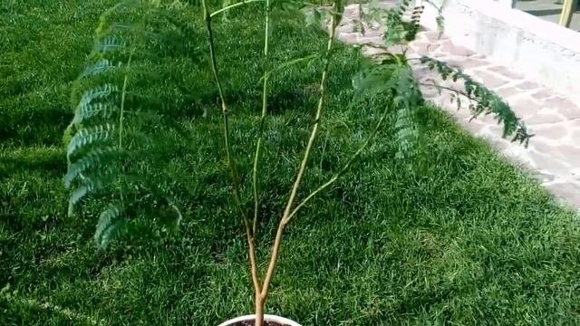 Жакаранда подрастает видео второе.   2017    # мой сад # жакаранда