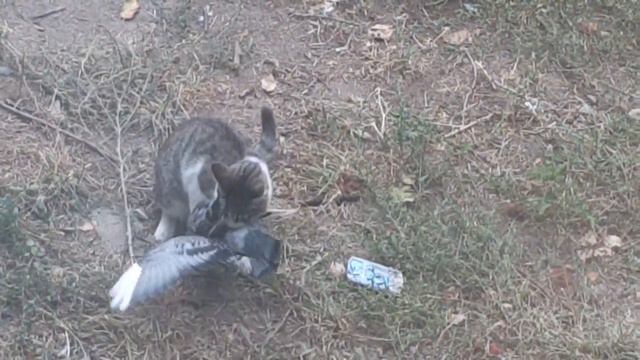 Кошка поймала голубя смотреть онлайн