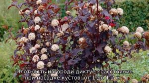Быстрорастущие кусты для живой изгороди
