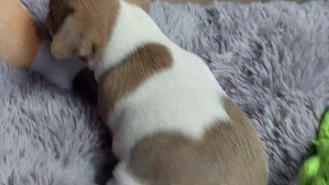 купить щенка 🐕 чихуахуа Ямайка Космосовна продажа макро съёмка питомник Кастропуло +79787458062 смотреть онлайн