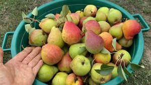 Сколько лет живёт Груша//Как Груша используется человеком