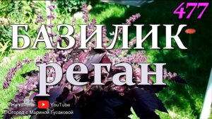 Выращивание базилика  БАЗИЛИК – он же реган, он же… 25 августа