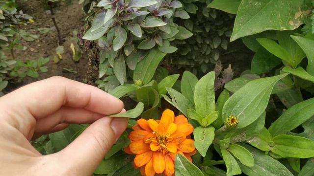 МОИ ЦВЕТУЩИЕ ФИАЛКИ НА ПОДОКОННИКЕ 🌺 Мой цветущий сад😍