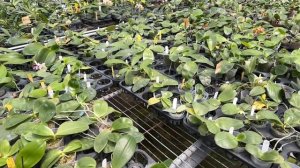 ЭЛИТНЫЕ ОРХИДЕИ JOY  И passiflora.ru