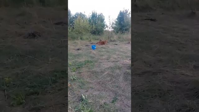 Щенки кавалер кинг чарльз спаниель. Эфир от 8.08.23. #кавалеркингчарльзспаниель #щенки #купитьщенка