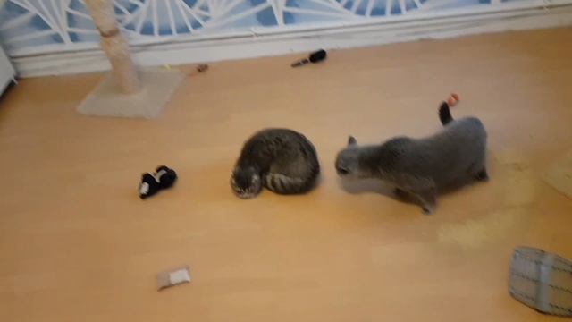 Вязка шотландской кошки с британским котом .Первая встреча. смотреть онлайн