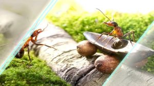 Как живут муравьи: такого вы и представить не могли