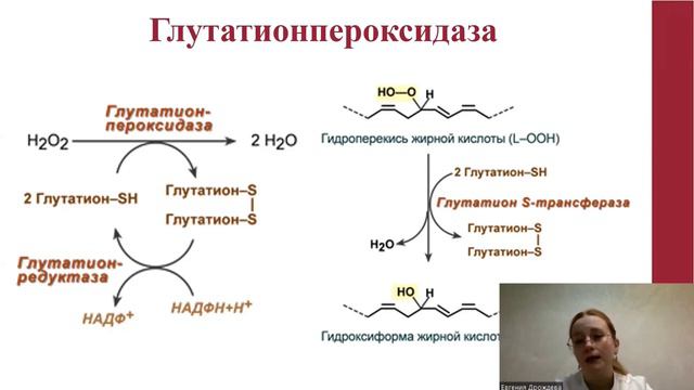 33. РОЛЬ СЕЛЕНА В МЕТАБОЛИЗМЕ. ХАРАКТЕРИСТИКА СЕЛЕНОПРОТЕИНОВ И СЕЛЕНОФЕРМЕНТОВ