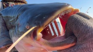 Дельта Волги август, сазаны и сомы.