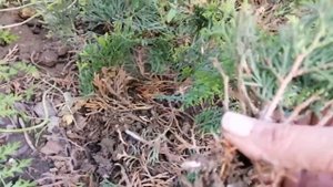 Укорененные черенки туи пересаживаю из теплицы в горшки на доращивание