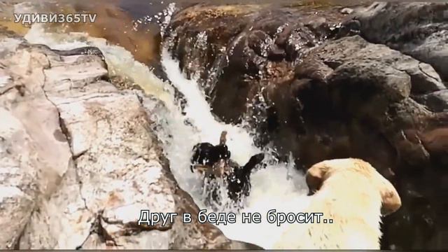 Даже хищники стают милосердными. Животные-спасатели. Редкие кадры смотреть онлайн