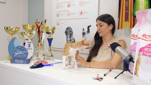 РОСКОШНЫЕ КОШКИ: ПРЕЗЕНТАЦИЯ ПОРОДЫ. КОРНИШ-РЕКС смотреть онлайн