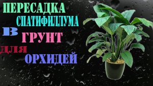Спатифиллум СЕНСАЦИЯ/Размножение САМОГО дорогого ЦВЕТКА/ПОСАДКА в грунт для ОРХИДЕЙ