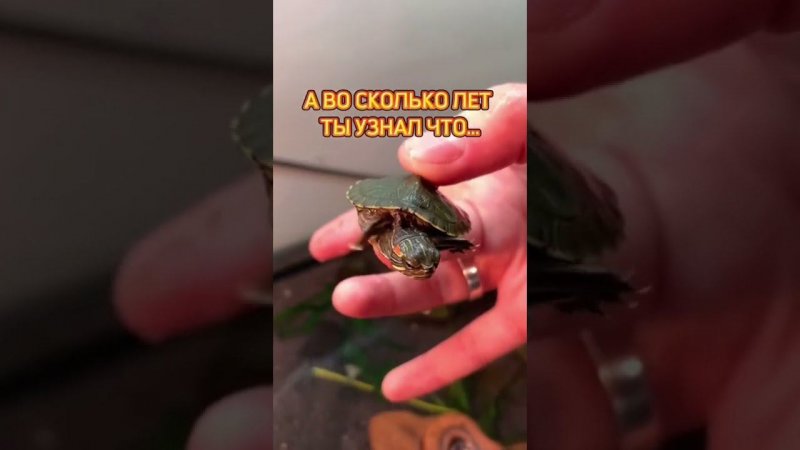 Интересный факт о красноухих черепахах  #turtle #черепахи #террариум #exomenu #экзоменю