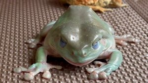 Рассерженный человек открывает рот и закрывает глаза！лягушка, жаба и ящерица