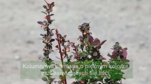 Berberys na  Żywopłot Liściasty | Odmiana 'Red Rocket' | Berberis thunbergii | Krzewy Ozdobne