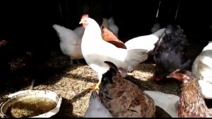 Шиповник и Боярка.