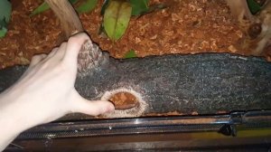 How to set up a Peron's Tree Frog Vivarium (Litoria peronii)