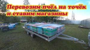 ПЕРЕВОЗИМ ПЧЁЛ НА ТОЧОК №1 И СТАВИМ МАГАЗИНЫ.