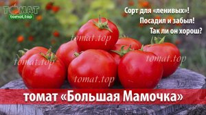 Томат Большая Мамочка. Обзор сорта Большая мамочка. Отзыв о томате Большая Мамочка от фирмы Гавриш