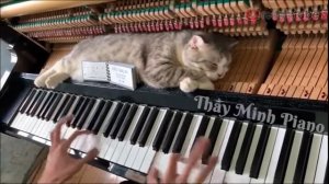 Котя спит на пианино