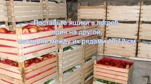 как хранить яблоки зимой