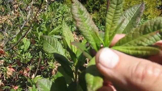 Когда и чем кормить рододендроны Часть 1  Июньская подкормка