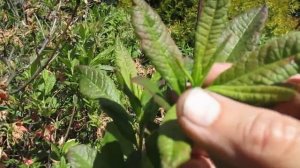 Когда и чем кормить рододендроны Часть 1  Июньская подкормка