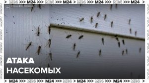 Москву атаковали полчища насекомых: "Актуальный репортаж" - Москва 24
