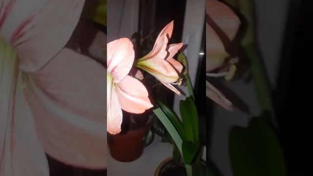 Очень красивый цветок Комнатная лилия смотреть онлайн