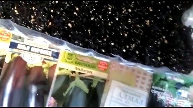 Хитрый способ посева баклажан..  Здоровая и крепкая рассада....