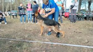 Щенки суки ст - моно в Краснодаре 2023