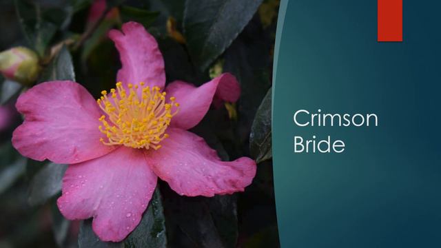 The Huntington Botanical Garden Camellia Sasanqua Collection смотреть онлайн