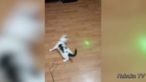 ПРИКОЛЫ С ЖИВОТНЫМИ подборка, ржака до усрачки 40