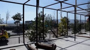 СМОТРЕТЬ   ВСЕМ  ,кто хочет увидеть  как  Олег Зубков  общается  с львятами  до их выхода в Сафари .