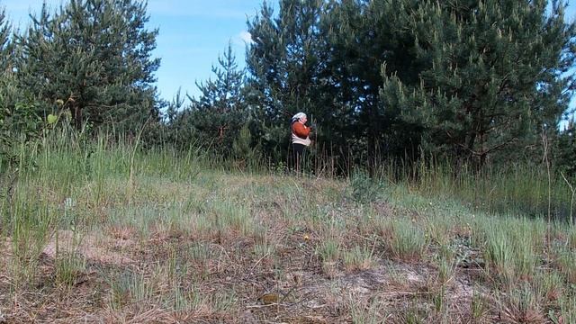 Сбор зеленых сосновых шишек. Приготовление сиропа. смотреть онлайн