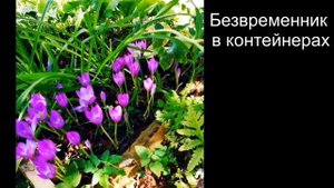 Осенний цветок - безвременник великолепный