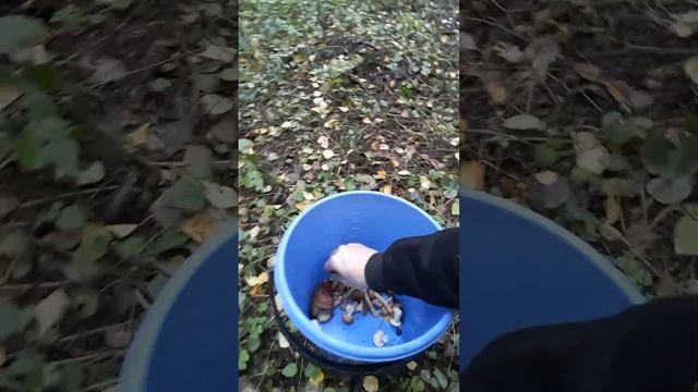 говорушки серые , опёноки , дождевики и шампионьоны 2 октября 2022 года набрал смотреть онлайн