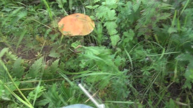 Грибы в Сибири, 2014 год.mp4 смотреть онлайн