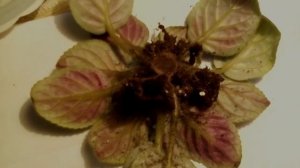 Фиалка. Ложная гниль корней и стебля. Что делать в такой ситуации?