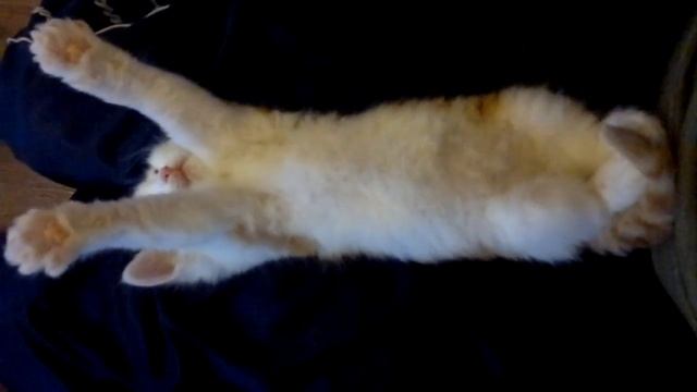 Милый котёнок зевает и потягивается смотреть онлайн