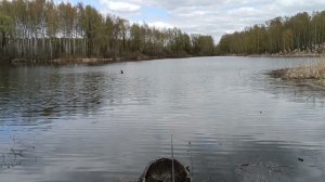 Видеминутка о рыбалке, озеро Зеново около Никоновского. 22.04.23